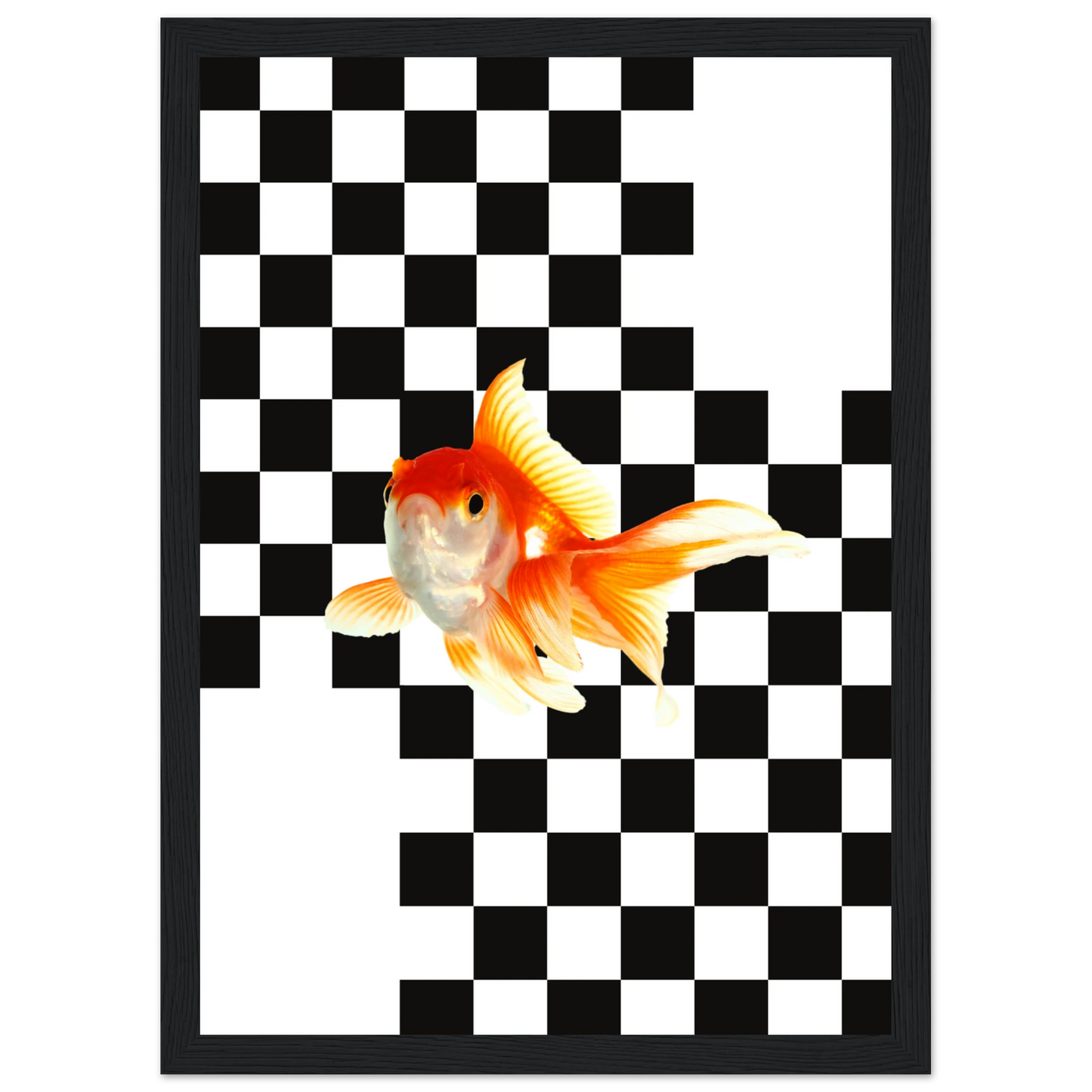 Goldfish on checkerboard splash of surreal framed art print by anya trut multiple sizes frames art print in a White frame size A2 (42 x 59.4  cm) affordable wall art by Art Aunty NZ