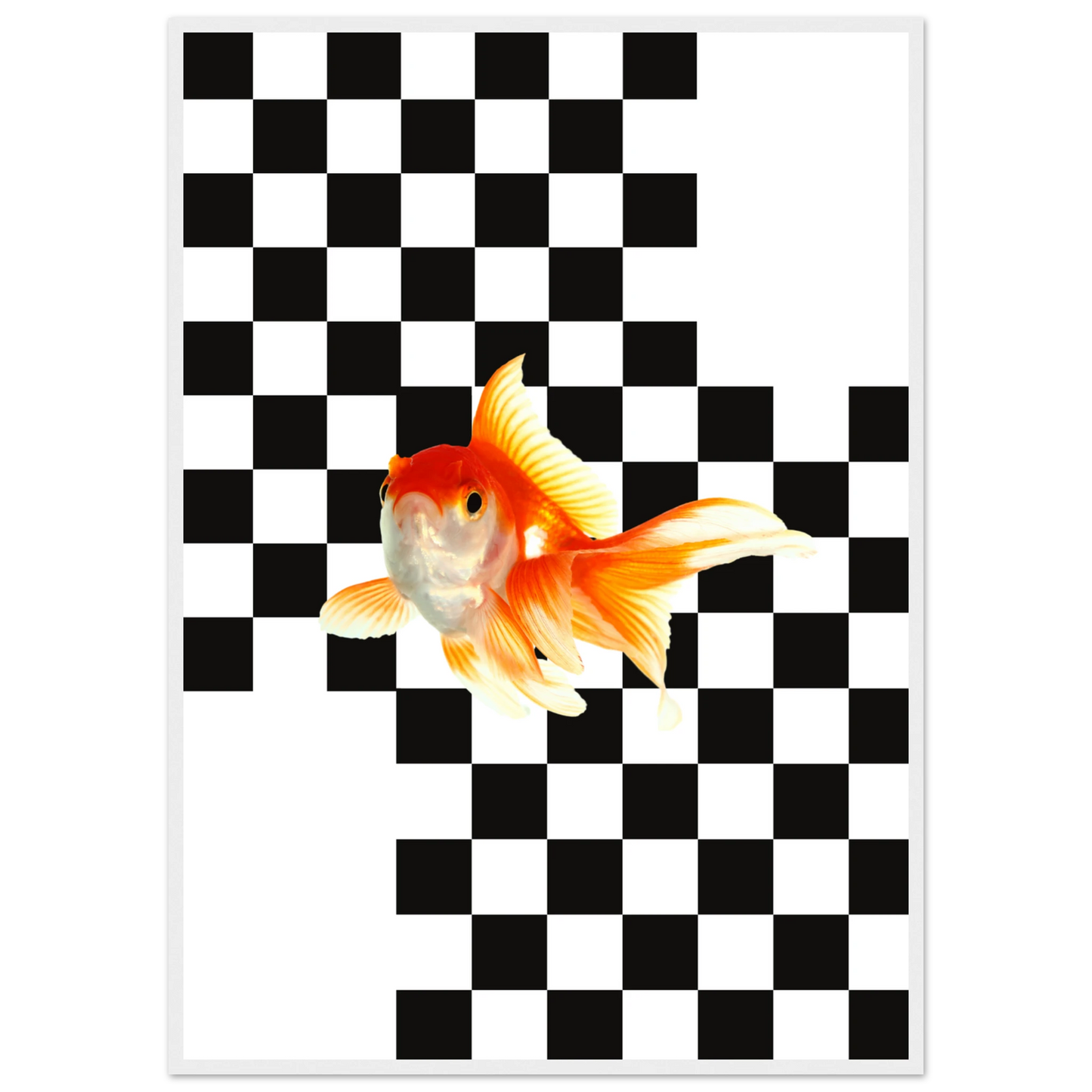 Goldfish on checkerboard splash of surreal framed art print by anya trut multiple sizes frames art print in a White frame size 21x29.7 cm / 8x12" affordable wall art by Art Aunty NZ
