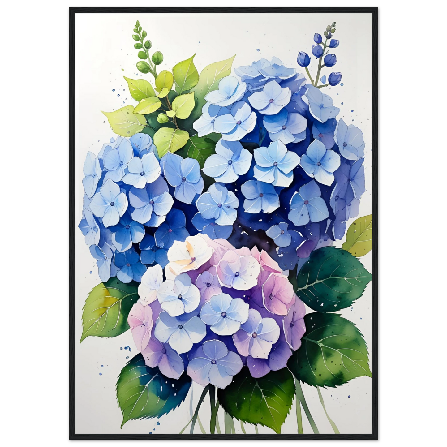 Charming blue and purple hydrangea blooms framed floral watercolor art print by anya trut art print in a Black frame size A2 (42 x 59.4  cm) affordable wall art by Art Aunty NZ