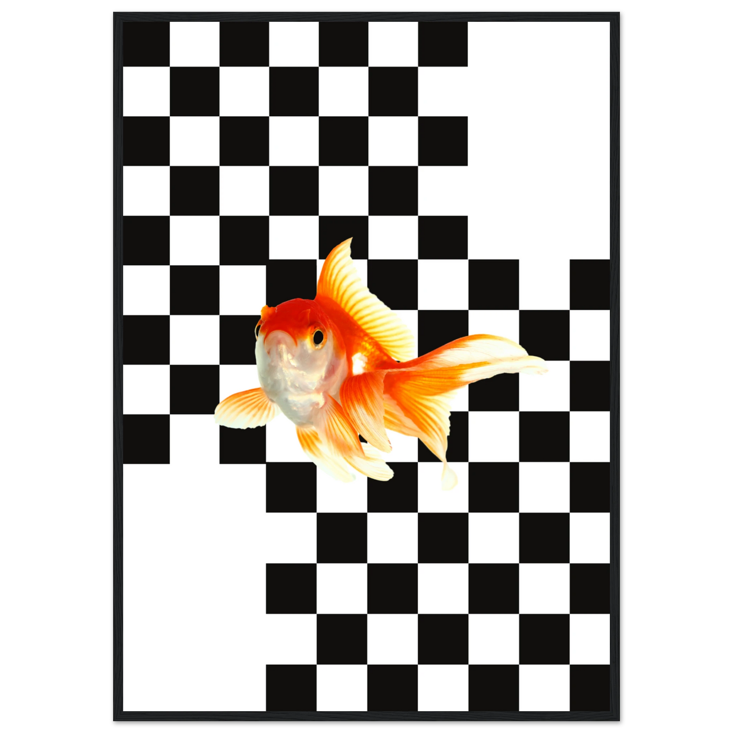 Goldfish on checkerboard splash of surreal framed art print by anya trut multiple sizes frames art print in a Black frame size A2 (42 x 59.4  cm) affordable wall art by Art Aunty NZ