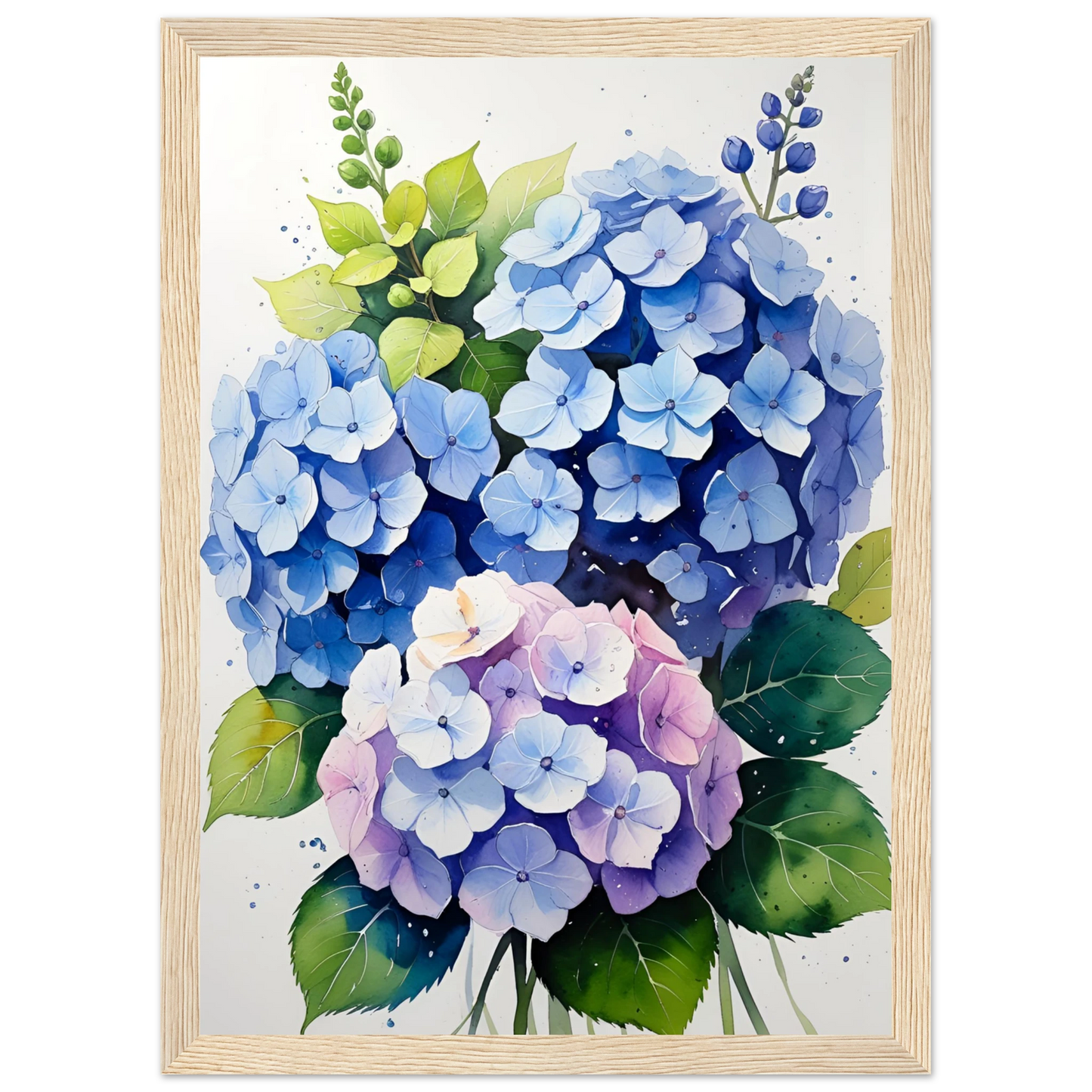 Charming blue and purple hydrangea blooms framed floral watercolor art print by anya trut art print in a Black frame size 21x29.7 cm / 8x12" affordable wall art by Art Aunty NZ