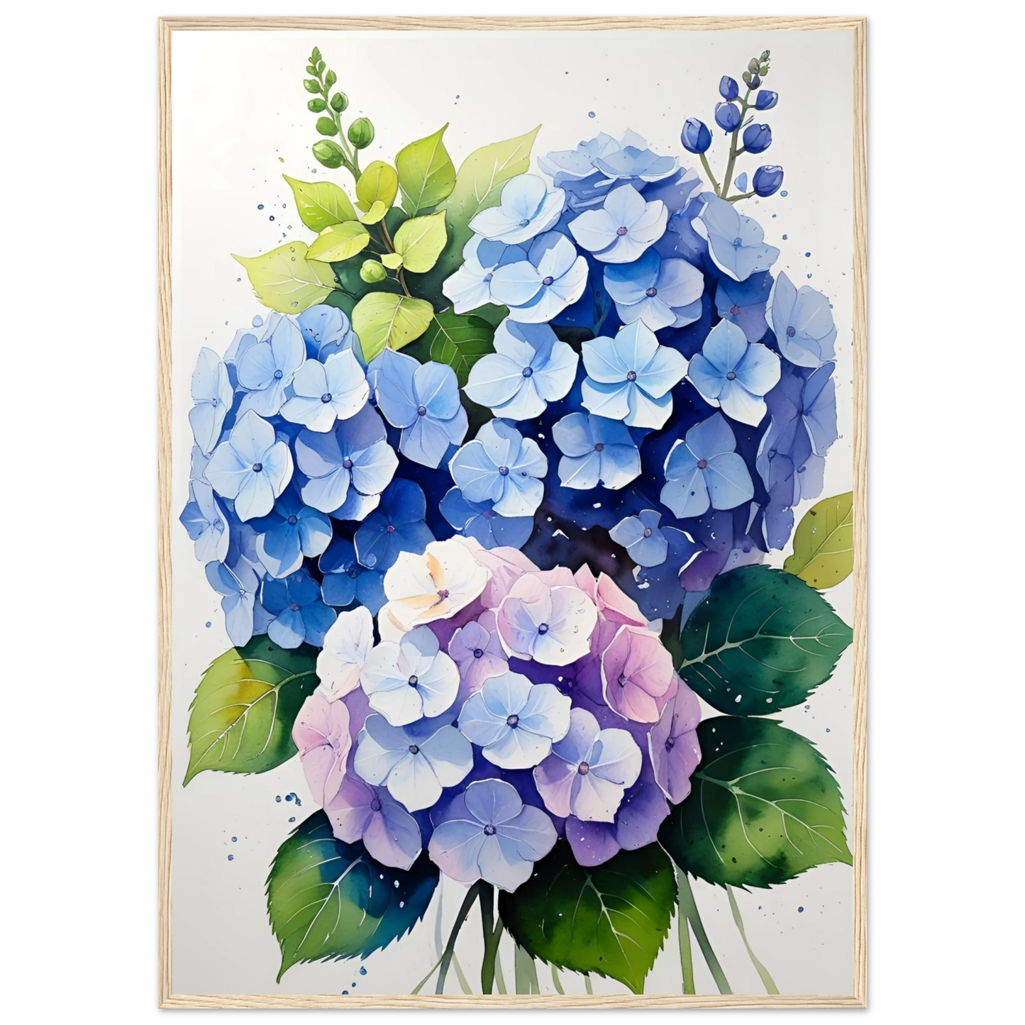 Charming blue and purple hydrangea blooms framed floral watercolor art print by anya trut art print in a Black frame size A1 (59.4 x 84.1  cm) affordable wall art by Art Aunty NZ
